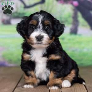 Bella, Mini Bernedoodle Puppy